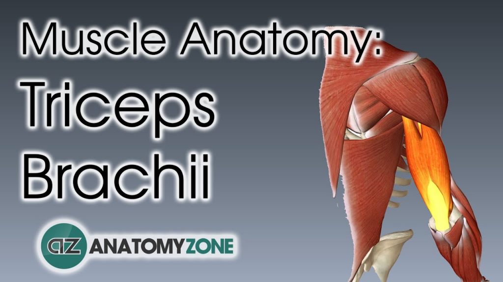 3D triceps brachii muscle anatomy