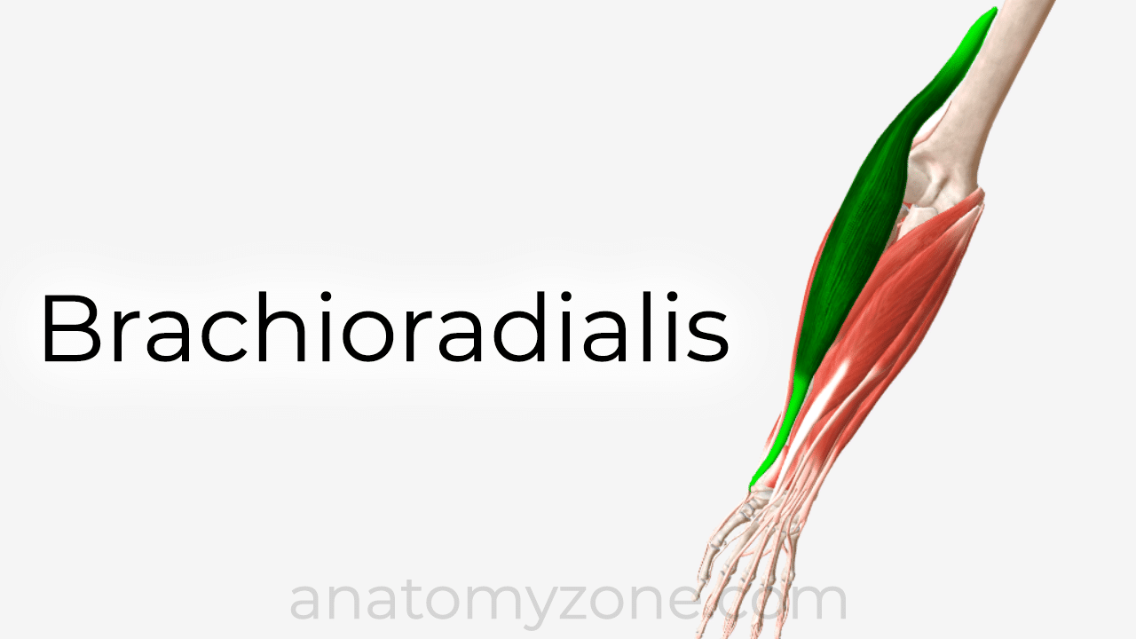 brachioradialis muscle anatomy and 3d model