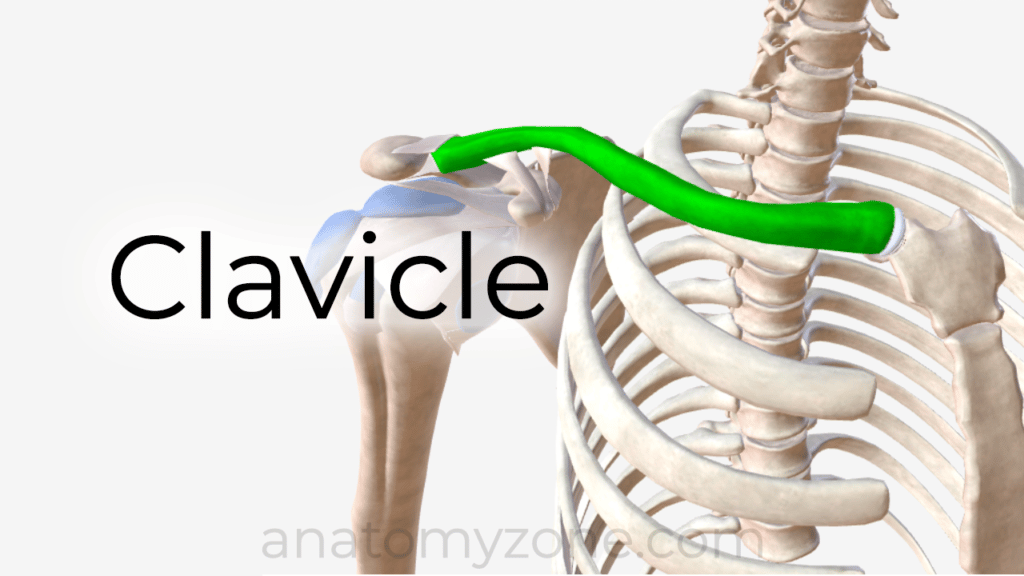 clavicle anatomy