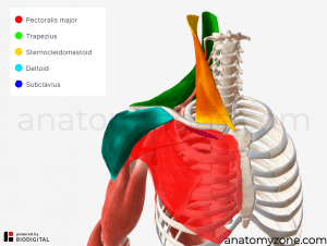 clavicle muscle attachments