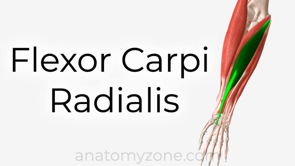 flexor carpi radialis