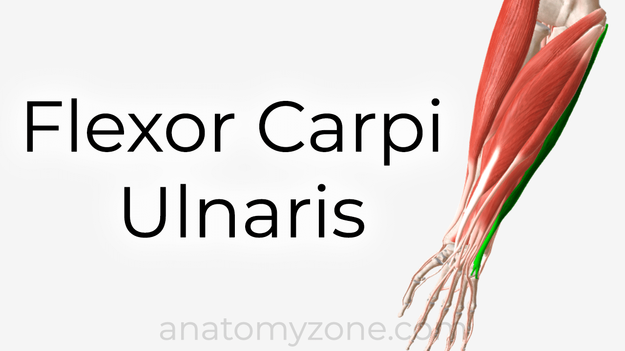 flexor carpi ulnaris muscle anatomy