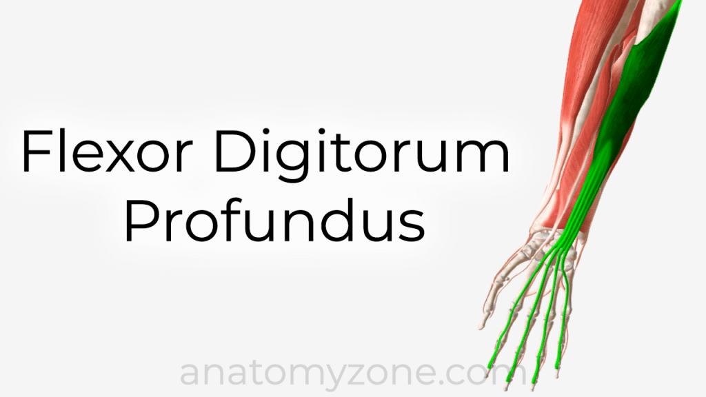 flexor digitorum profundus anatomy