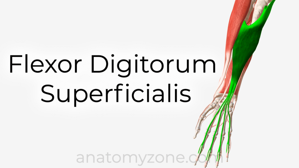 flexor digitorum superficialis muscle anatomy