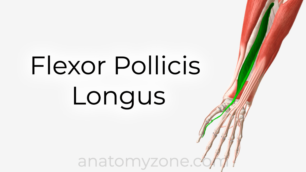 flexor pollicis longus anatomy and 3D model