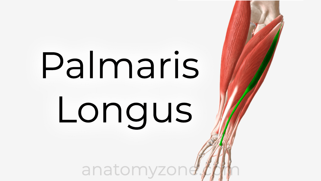 palmaris longus anatomy