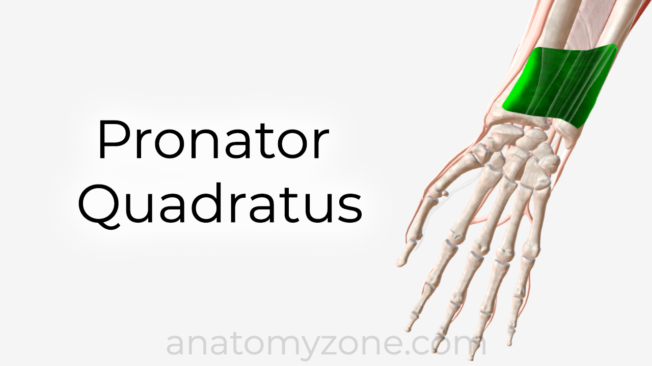 pronator quadratus muscle anatomy and 3d model