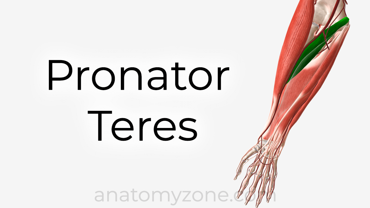 pronator teres muscle anatomy