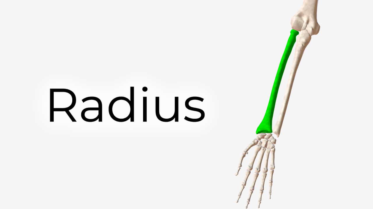 radius anatomy