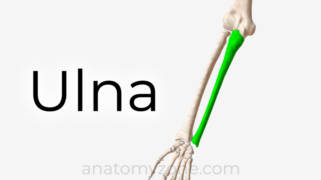 ulna anatomy