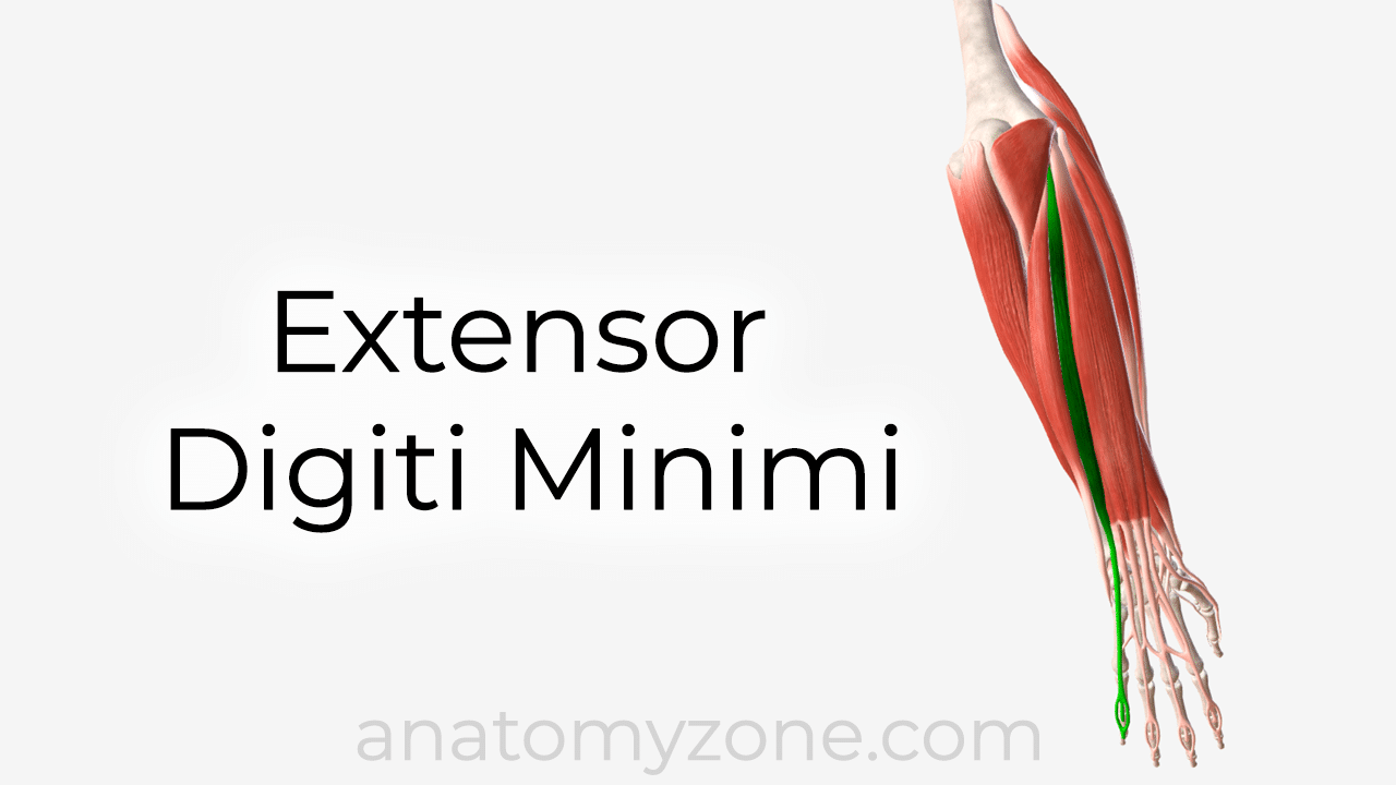Extensor digiti minimi muscle anatomy and 3D model
