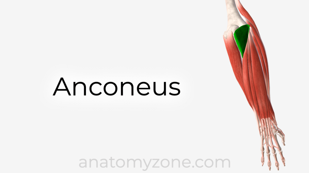 anconeus muscle anatomy and 3d model