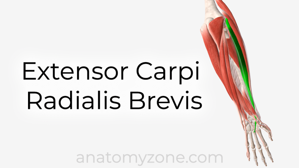 extensor carpi radialis brevis muscle anatomy and 3D model