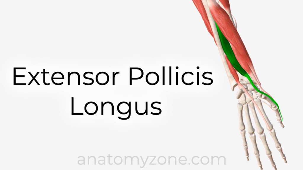 Extensor Pollicis Longus - 3D anatomy model