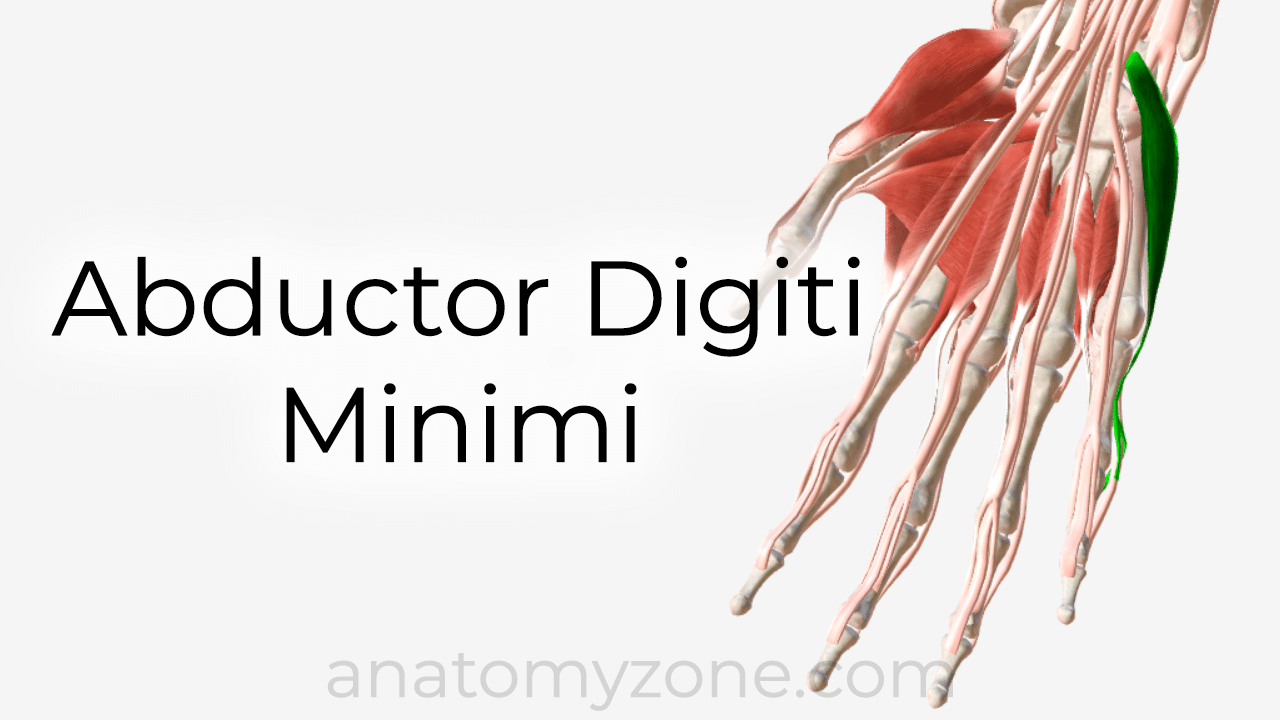 abductor digiti minimi - 3d anatomy