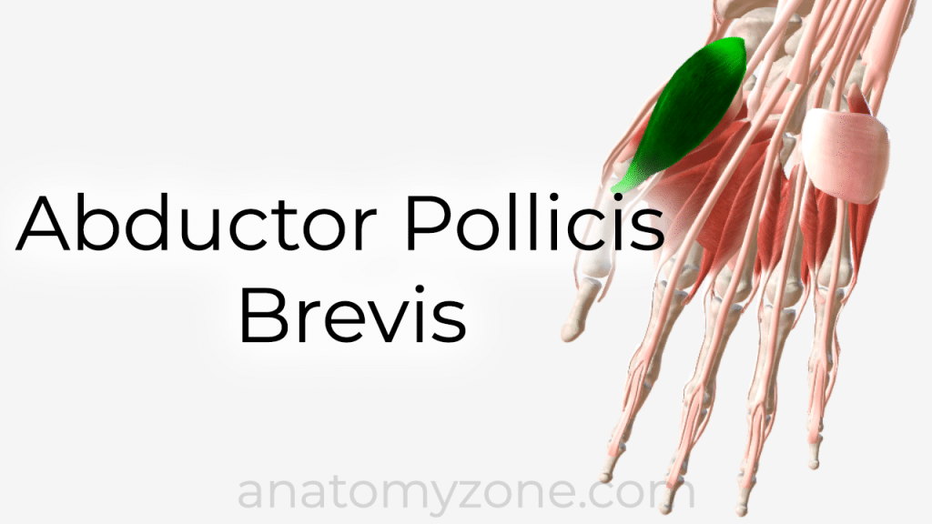 abductor pollicis brevis - 3D anatomy model and tutorial