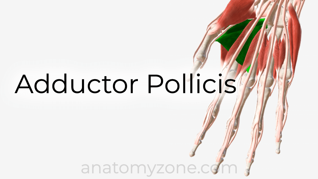 adductor pollicis - 3D anatomy