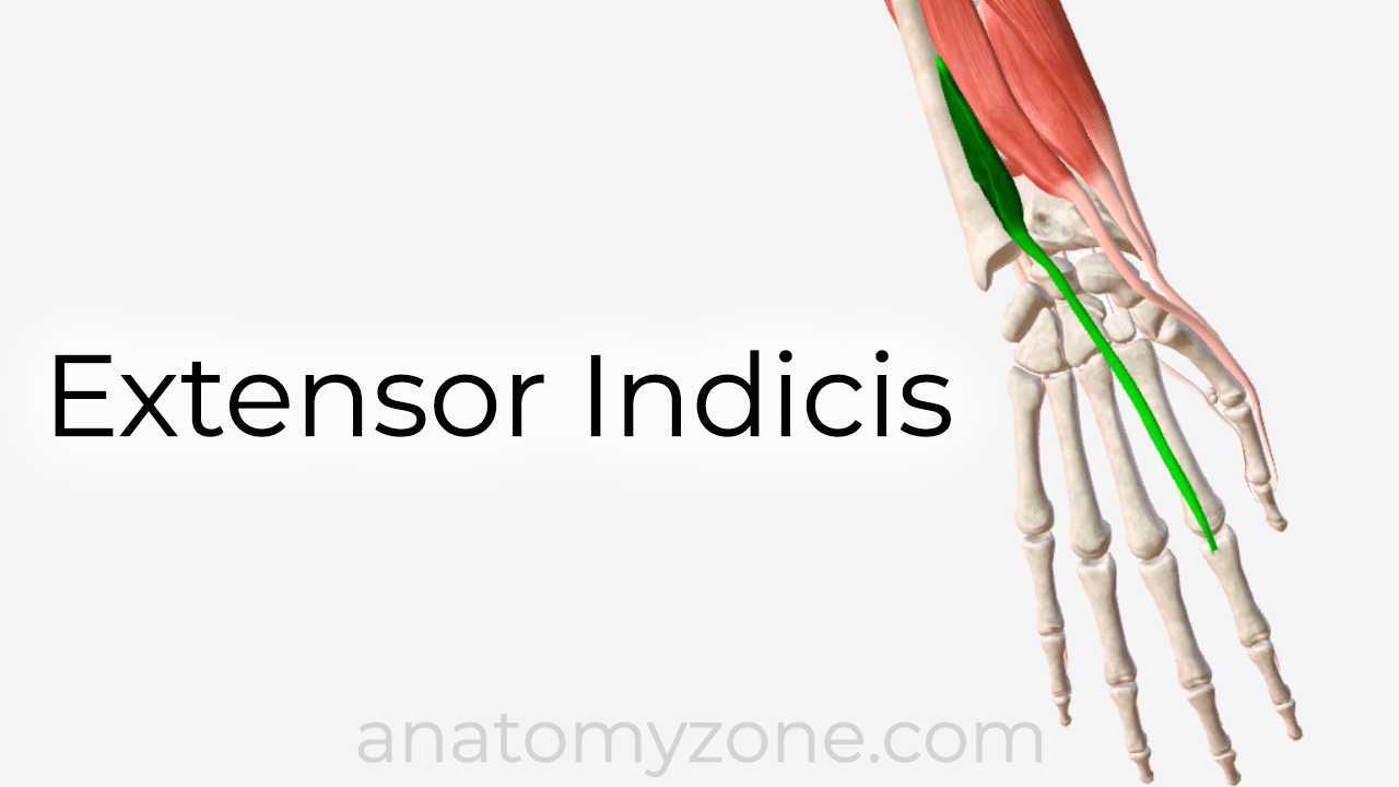 extensor indicis - 3D anatomy model and tutorial