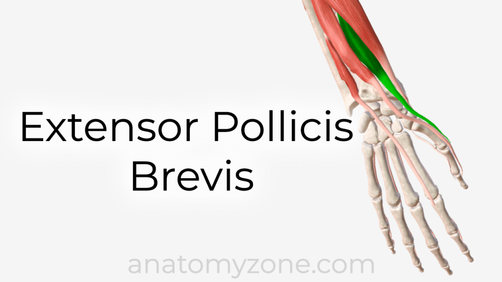 extensor pollicis brevis 3D anatomy model