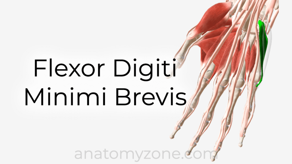 flexor digiti minimi brevis - 3D anatomy