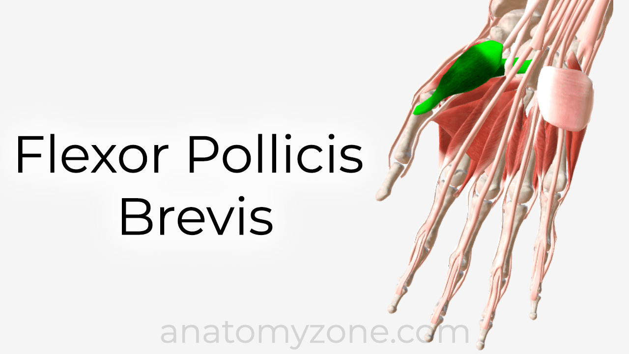 flexor pollicis brevis - 3D anatomy model and tutorial