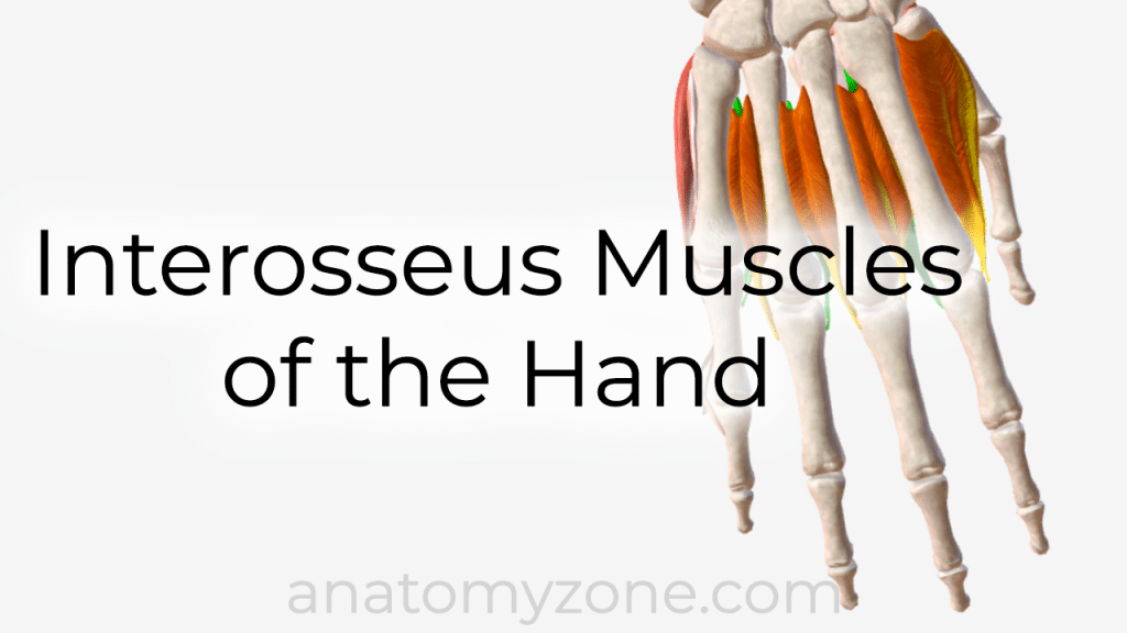 interosseus muscles of the hand - 3D anatomy