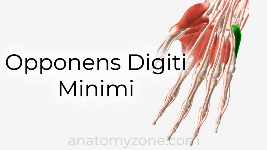 opponens digiti minimi - 3D anatomy model and tutorial