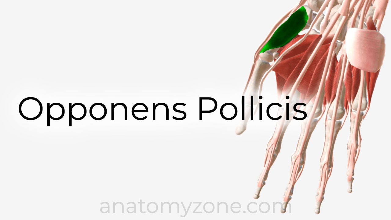 opponens pollicis - 3D anatomy model