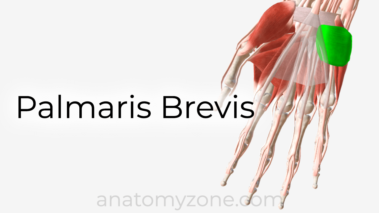 palmaris brevis - 3D anatomy model and tutorial