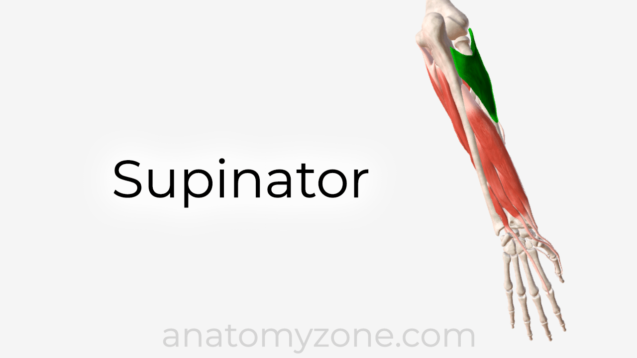 supinator muscle