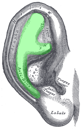 anatomy of the auricle/pinna - antihelix