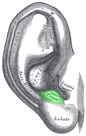 anatomy of the auricle/pinna - antitragus