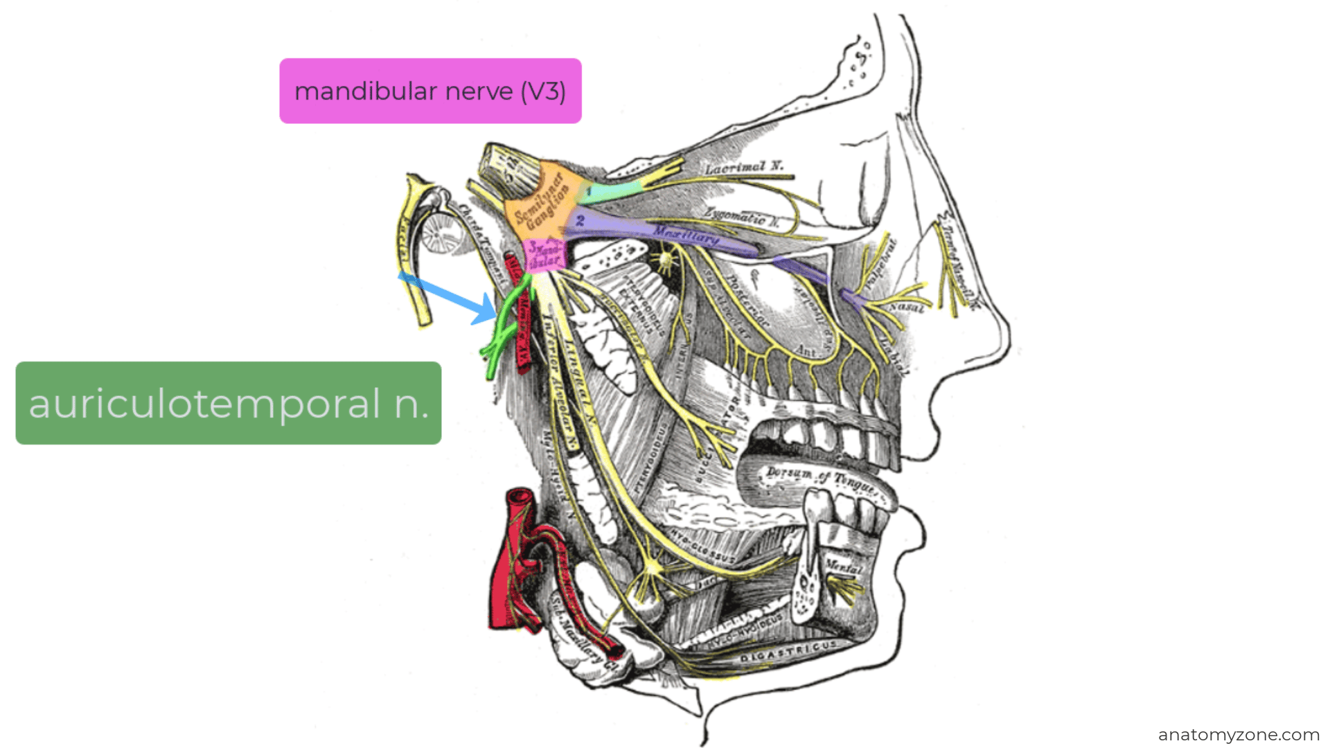 auricle innervation - auriculotemporal nerve
