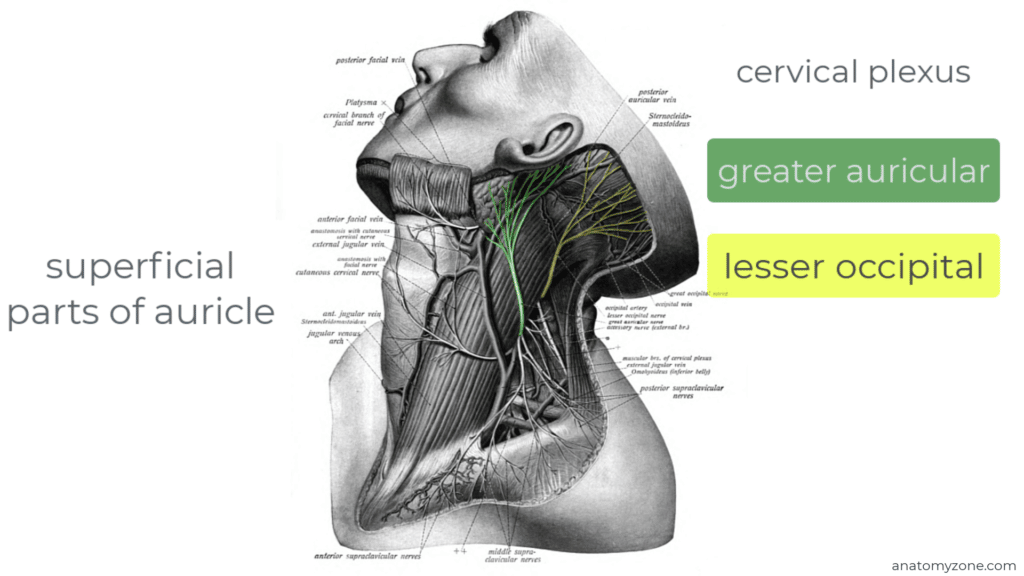 auricle innervation - superficial parts