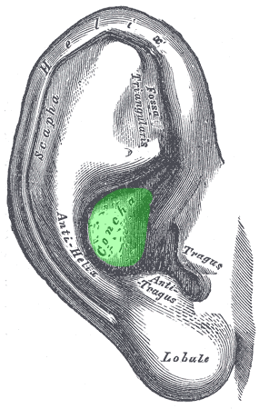 anatomy of the auricle/pinna - concha
