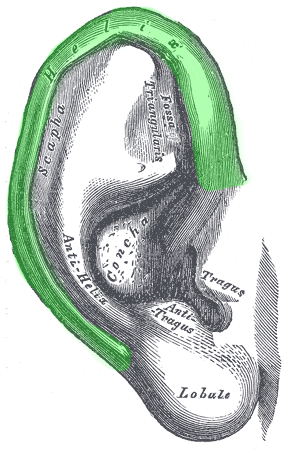 anatomy of the auricle/pinna - helix