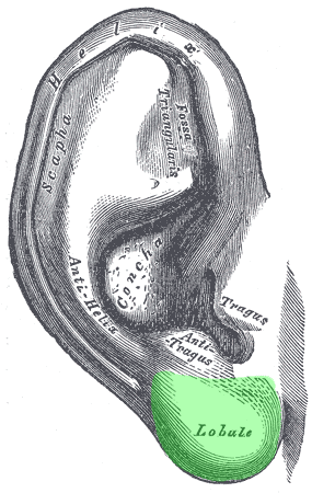 anatomy of the auricle/pinna - lobule