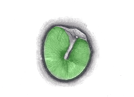 tympanic membrane - pars flaccida