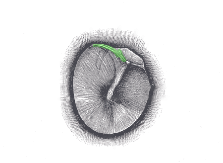 tympanic membrane - posterior malleolar fold