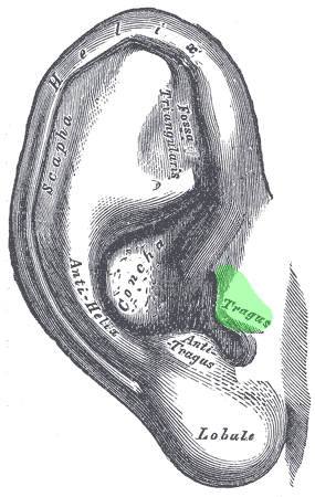 anatomy of the auricle/pinna - tragus