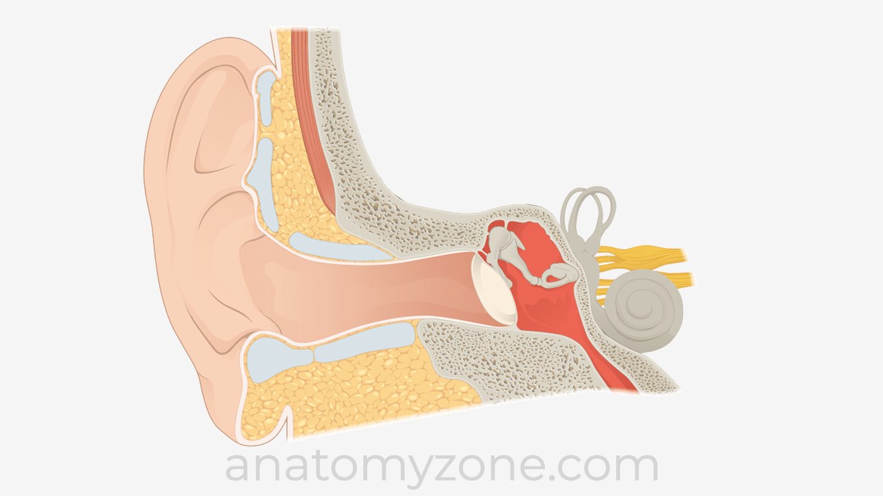 Middle Ear - Boundaries