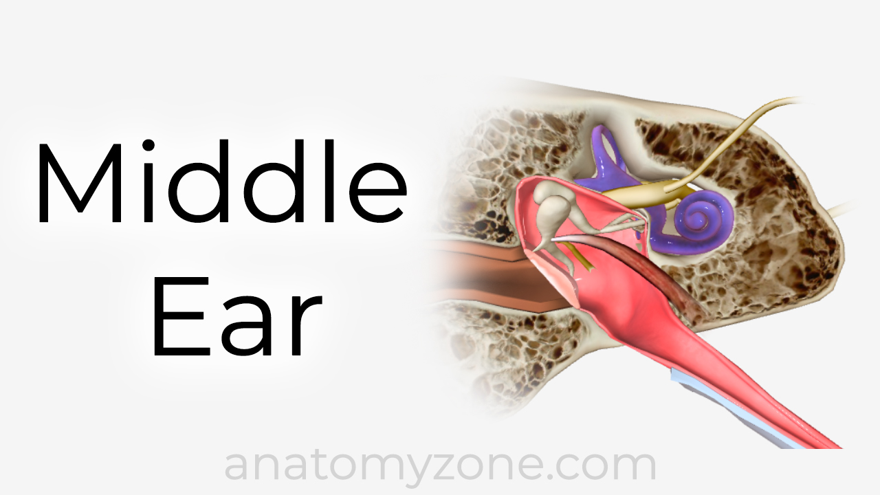 middle ear anatomy