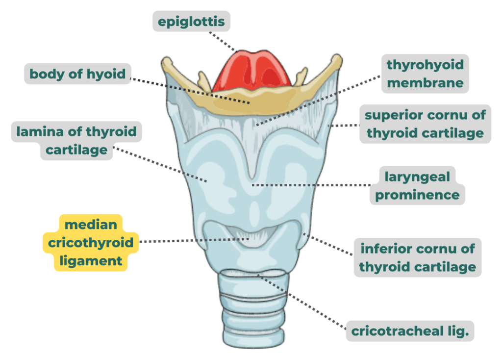 median cricothyroid ligament