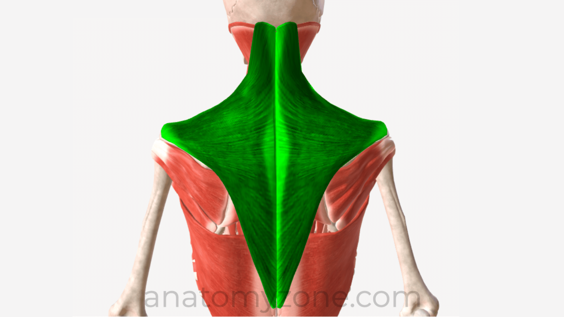 Trapezius muscle anatoym