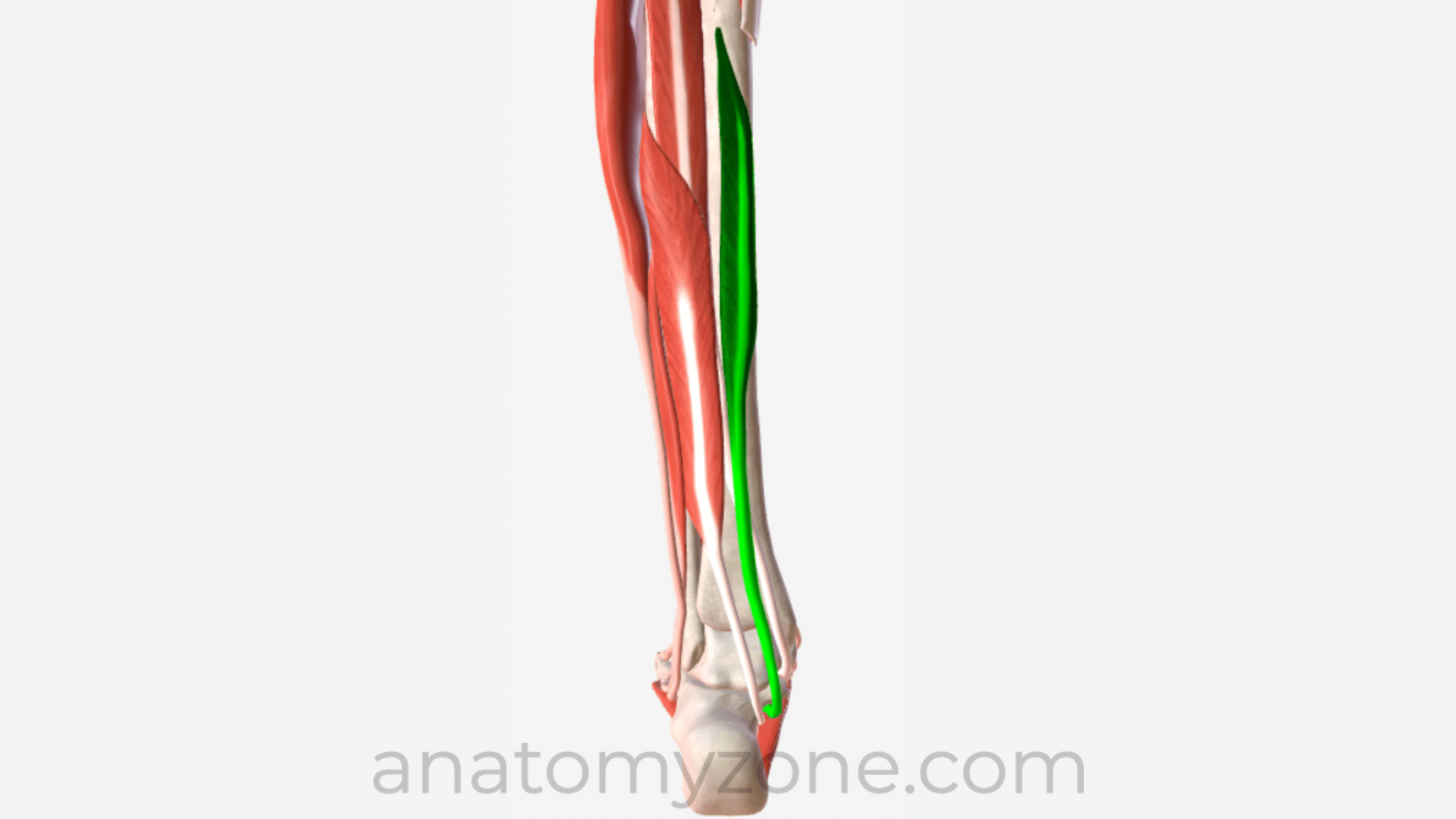 3d anatomy of the flexor digitorum longus muscle