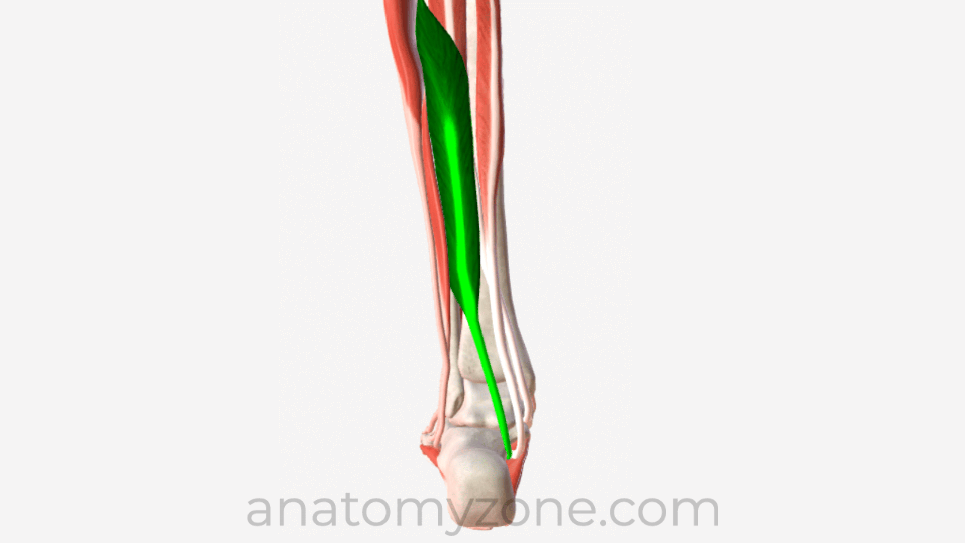 3D anatomy of the flexor hallucis longus muscle