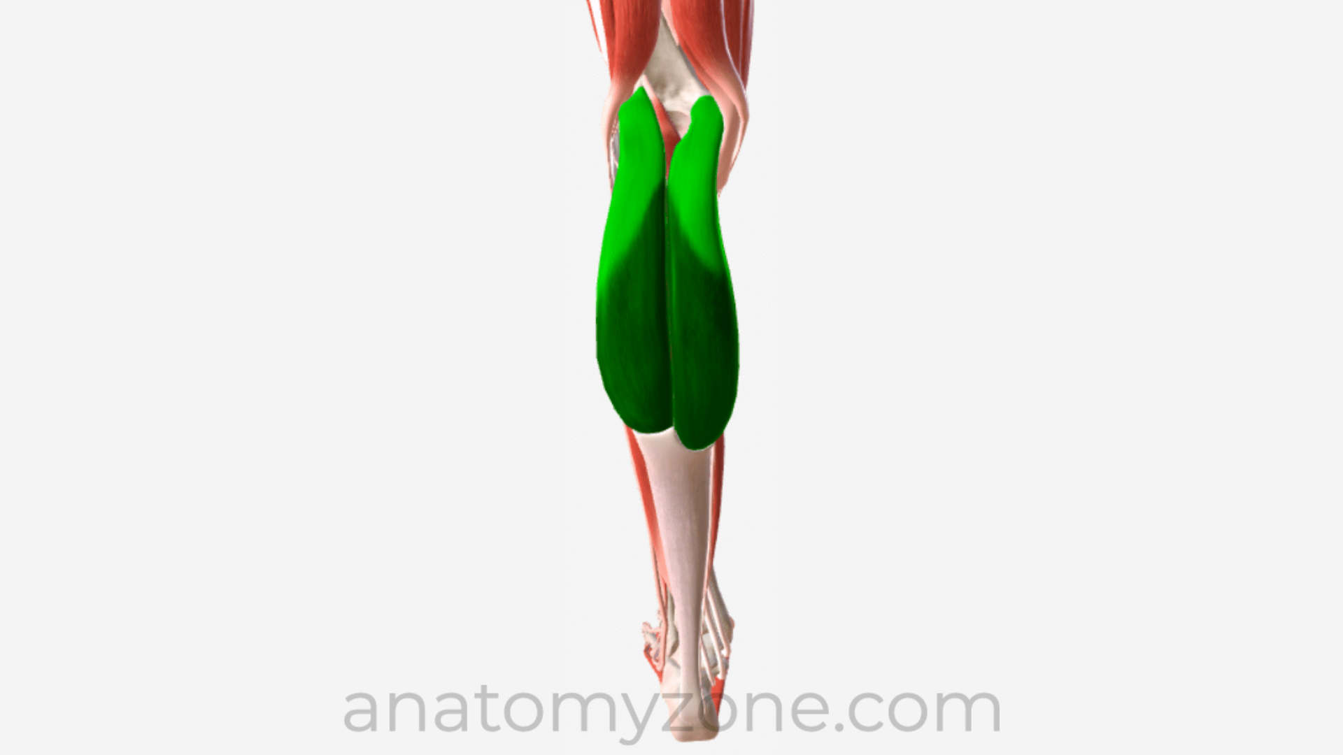 3d anatomy of the gastrocnemius muscle