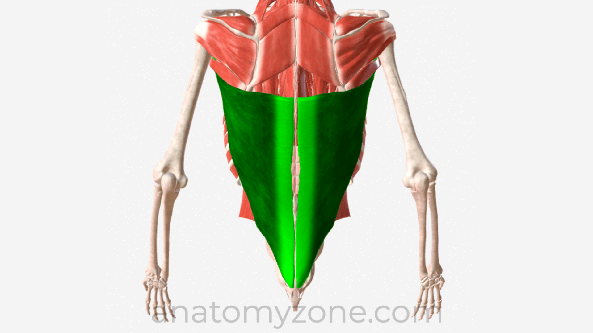 latissimus dorsi muscle anatomy