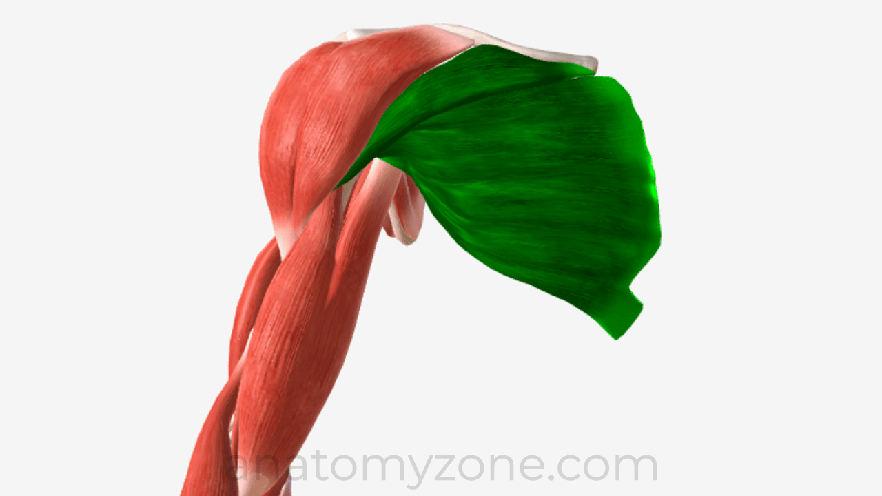 pectoralis major muscle anatomy