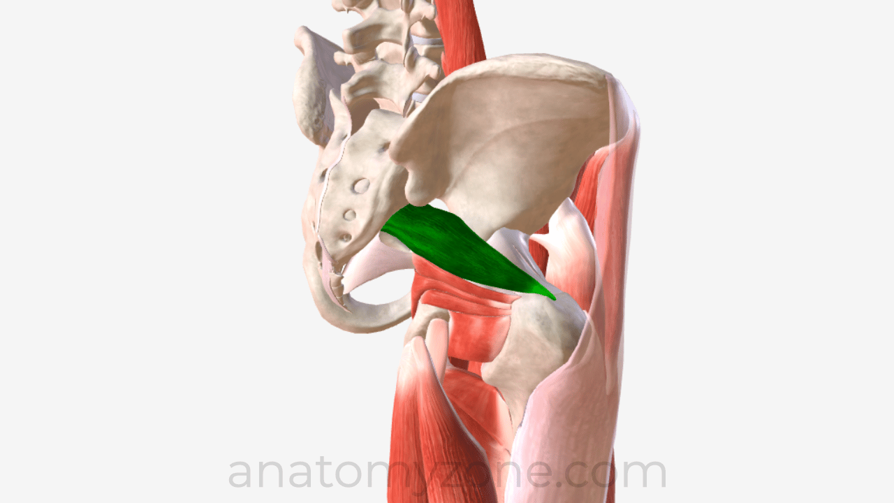 piriformis muscle anatomy